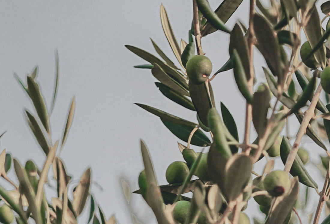 a tale of oil and brine