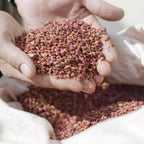 سمّاق<br>Sumac